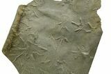 Fossil Bird Track Plate - Green River Formation, Utah #352259-1